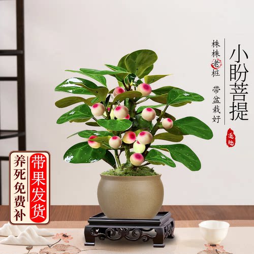 小盼菩提桌面四季带果好养