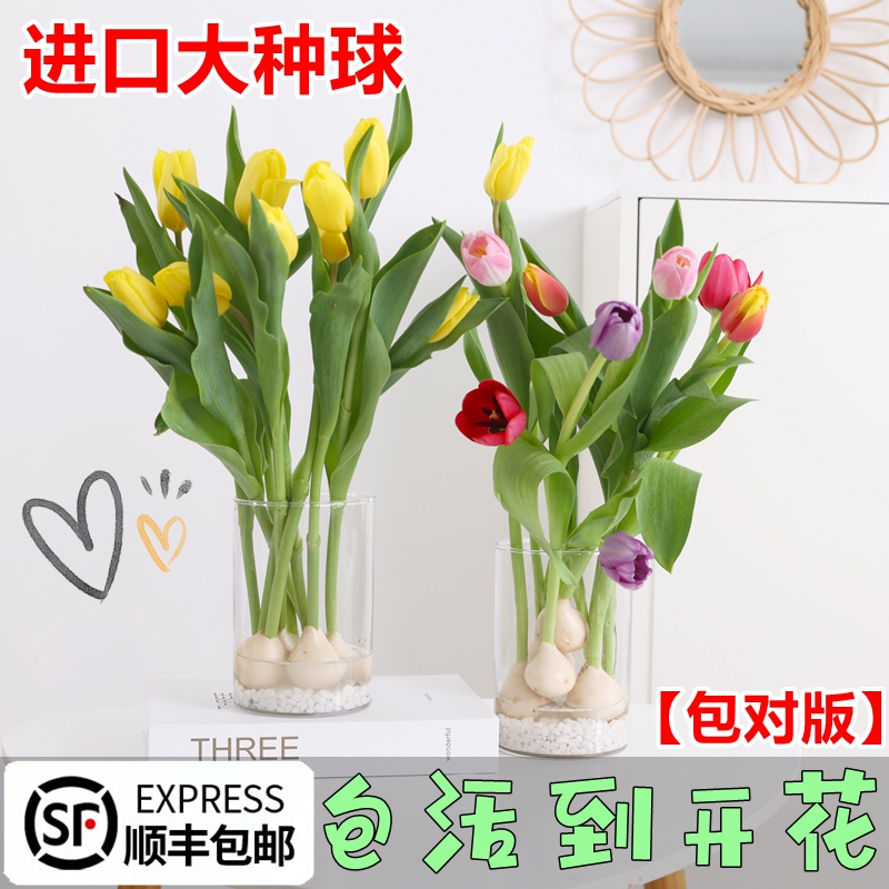 郁金香种球鲜花进口水培花卉植物室内花种籽水养盆栽耐寒四季开花