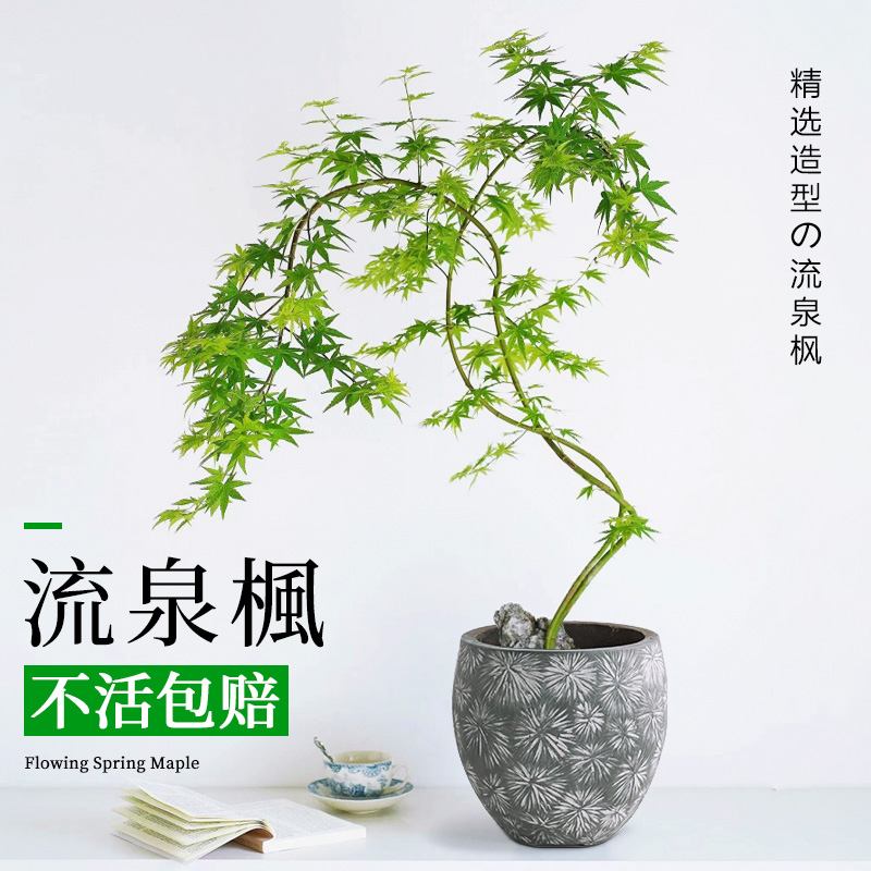 黄金流泉枫盆栽大型绿植装饰家居