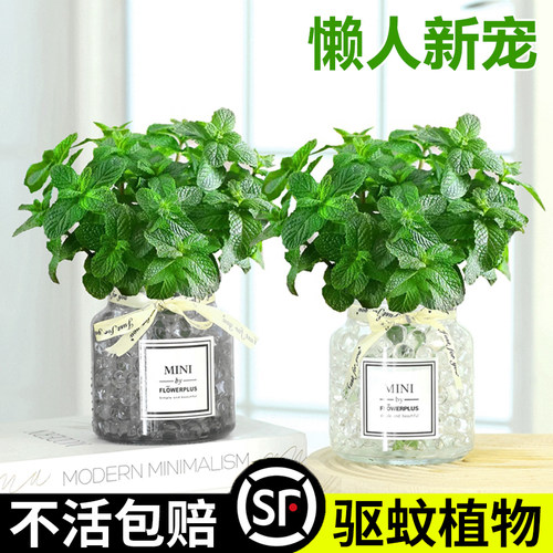 水培植物薄荷室内好养活提神驱蚊