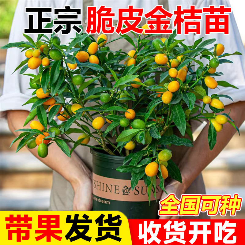 四季脆皮金桔树盆栽可食用好养活