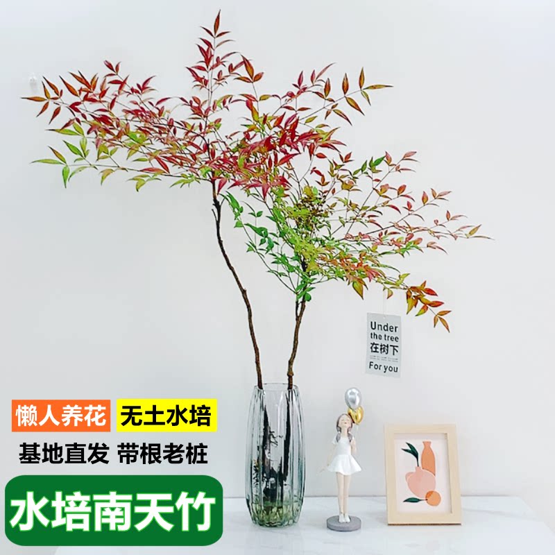 南天竹水培植物室内好养盆景花卉四季绿萝发财竹水养桌面盆栽绿植