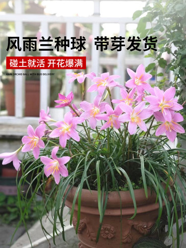 重瓣风雨兰种球根韭莲葱兰绿化庭院室内阳台盆栽四季开花卉绿植物