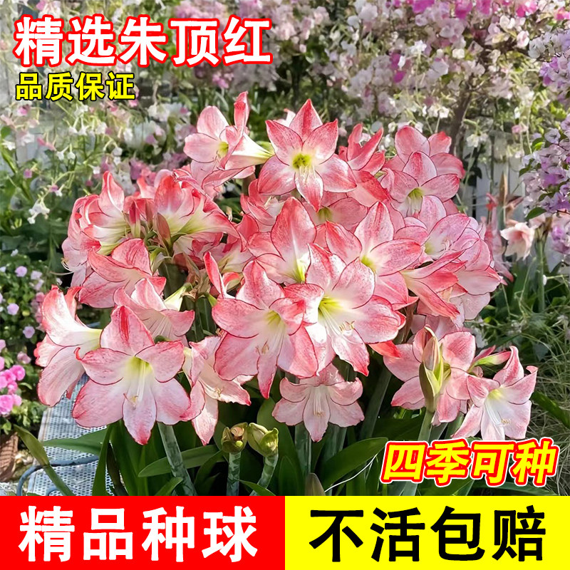 进口朱顶红种球花卉植物室内花种子重瓣阳台庭院四季可种好养易活