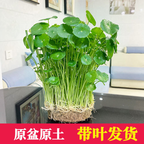 铜钱草桌面盆栽四季常青净化空气