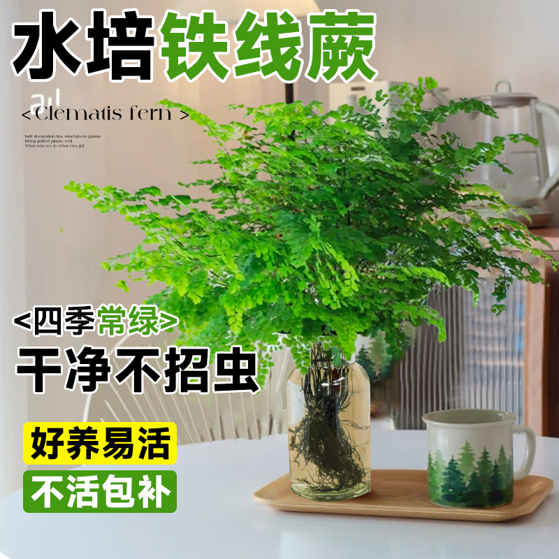 铁线蕨盆栽水培植物好养易活