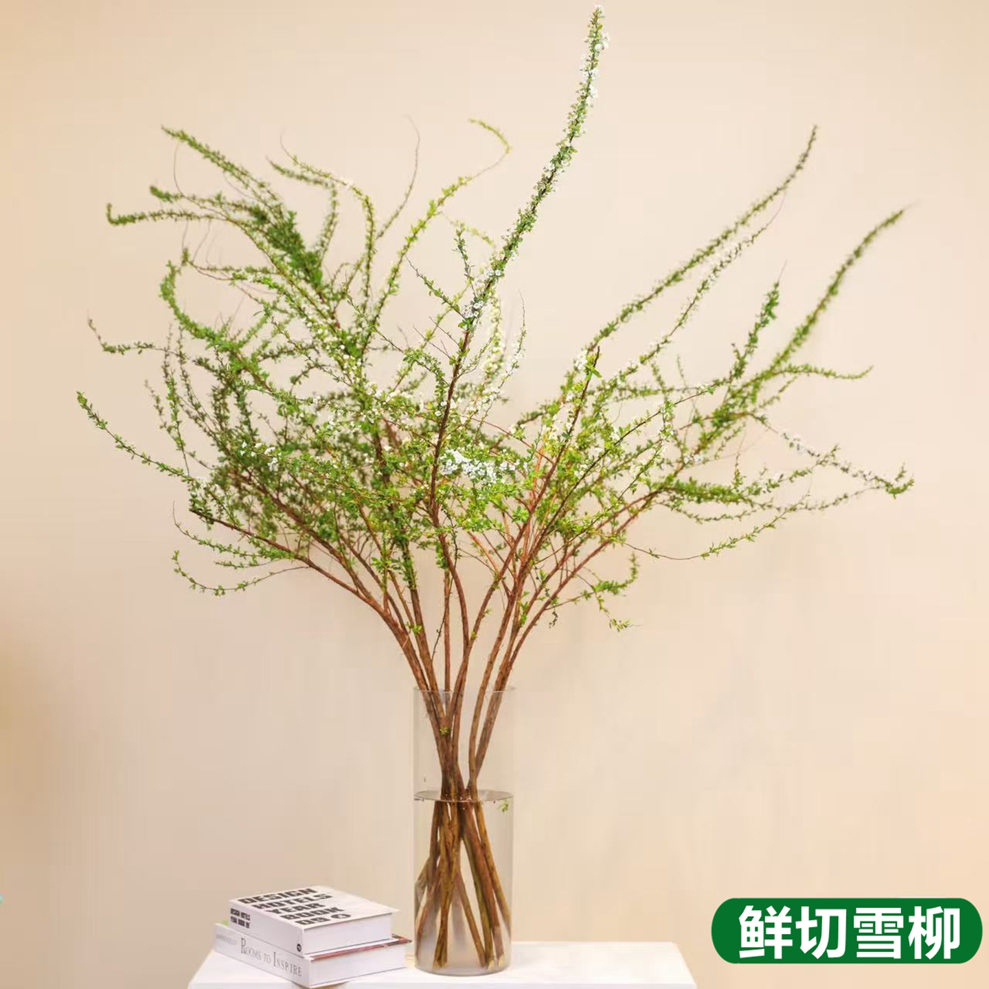 雪柳鲜枝水培植物花卉鲜花