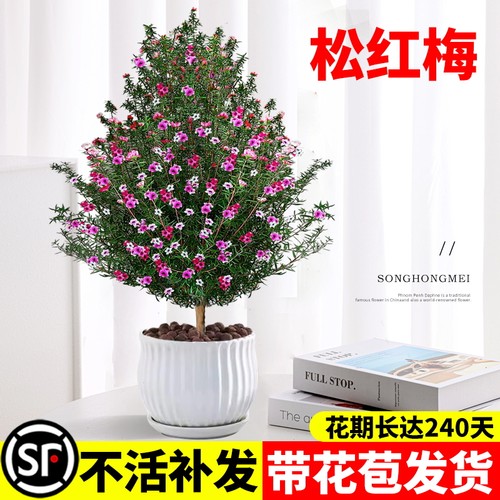 松红梅盆栽带花苞老桩植物室内办公室好养花卉耐寒绿植净化空气
