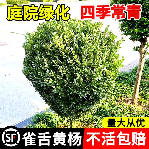 雀舌黄杨树苗球小叶黄杨球好养活
