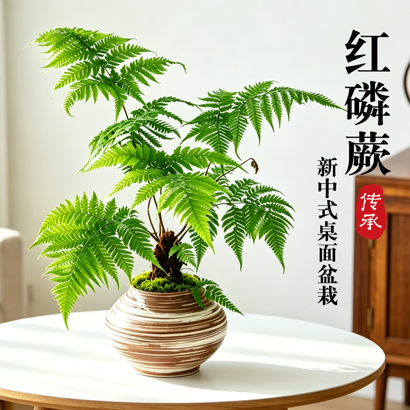 红磷蕨植物盆栽室内禅意网红蕨类盆景室内桌面绿植观叶植物一叶蕨