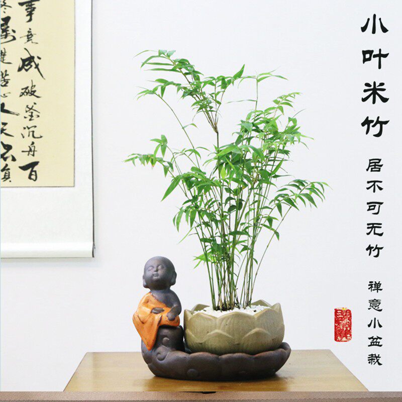 新中式禅意米竹盆栽翠竹凤尾竹盆景庭院竹子室内水培植物客厅绿植