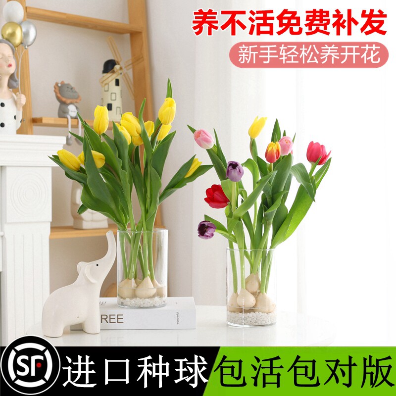 水培郁金香种球花卉植物荷兰进口鲜花室内外盆栽水养四季开花种子