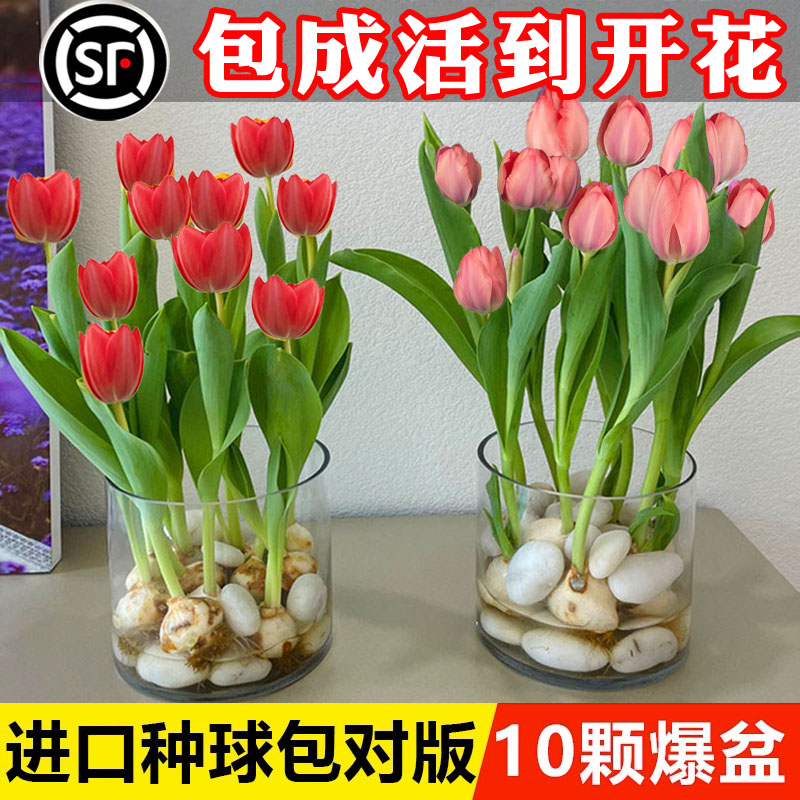郁金香种球水培花种子鲜花水仙花盆栽水养室内植物花苗土培风信子