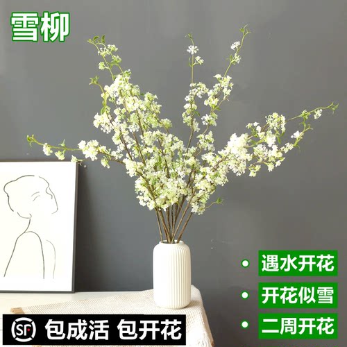 般林茜雪柳水培客厅植物遇水开花
