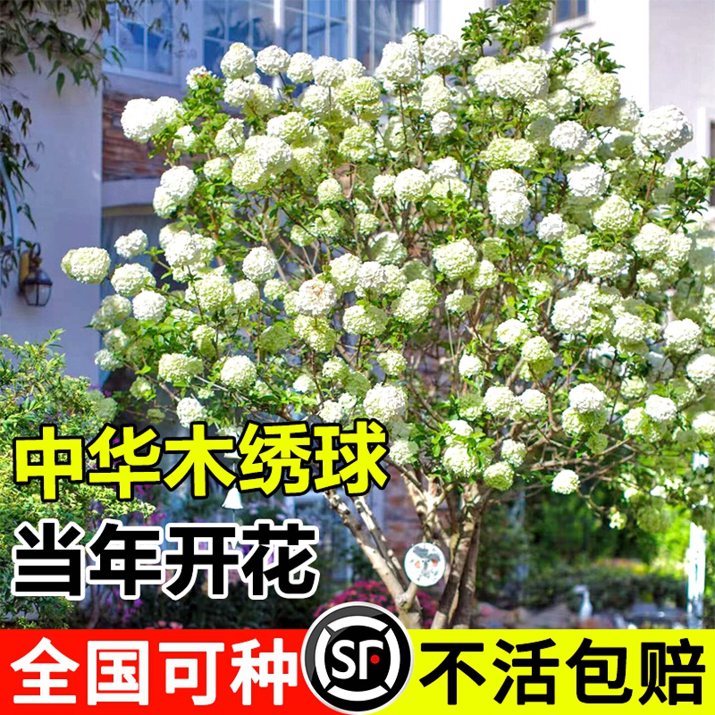 中华木绣球斗球阳台庭院种植好养图片