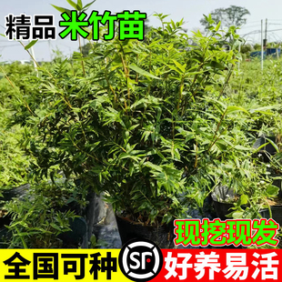米竹盆栽丛生凤尾竹庭院植物阳台水培绿植观音竹好养盆景青竹子苗