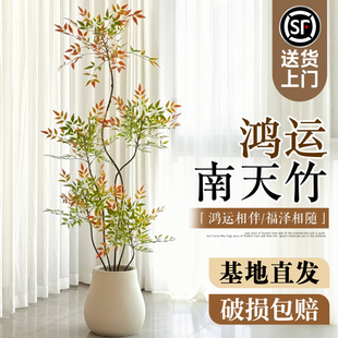 火焰南天竹盆栽室内客厅大型植物真树四季好养高级感落地绿植盆景