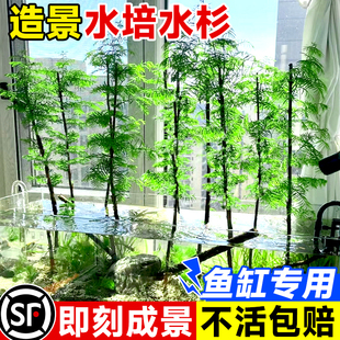 水杉水培树苗造景鱼缸水培植物水杨梅菖蒲水竹草室外水生盆栽绿植