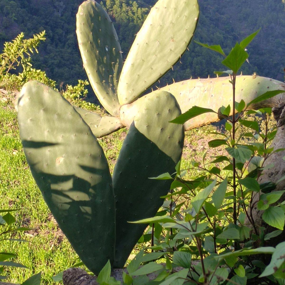 食用药用外敷消肿内服美容种植嫁接米邦塔仙人掌大黄刺绿植物盆栽