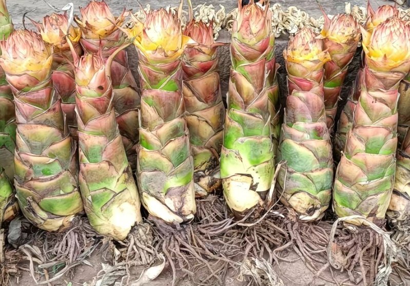 云南特色地涌金莲千瓣莲花庭院绿植红莲耐寒植物室内外懒人花卉