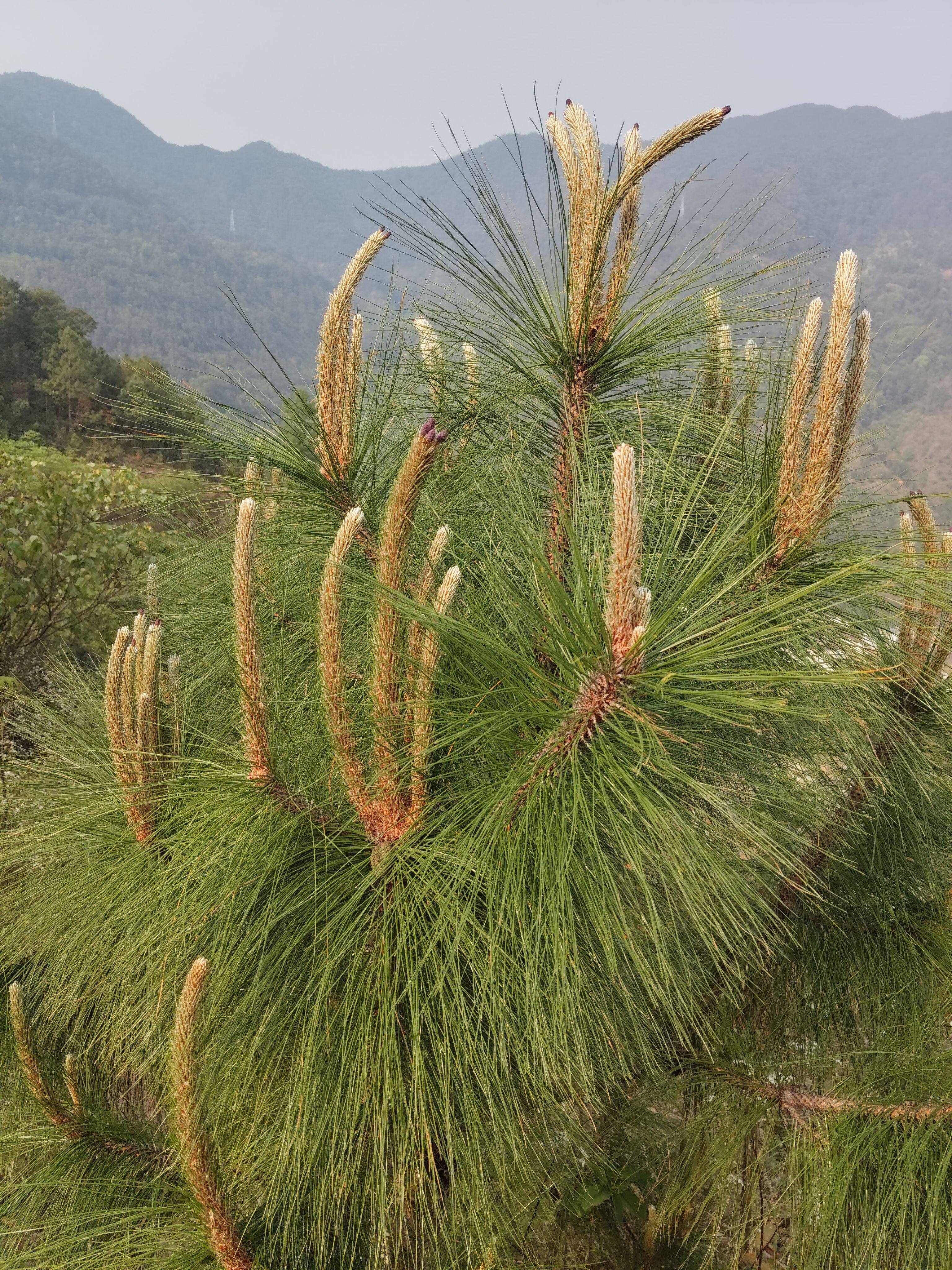 松笔头中药松树尖松树嫩芽松树梢