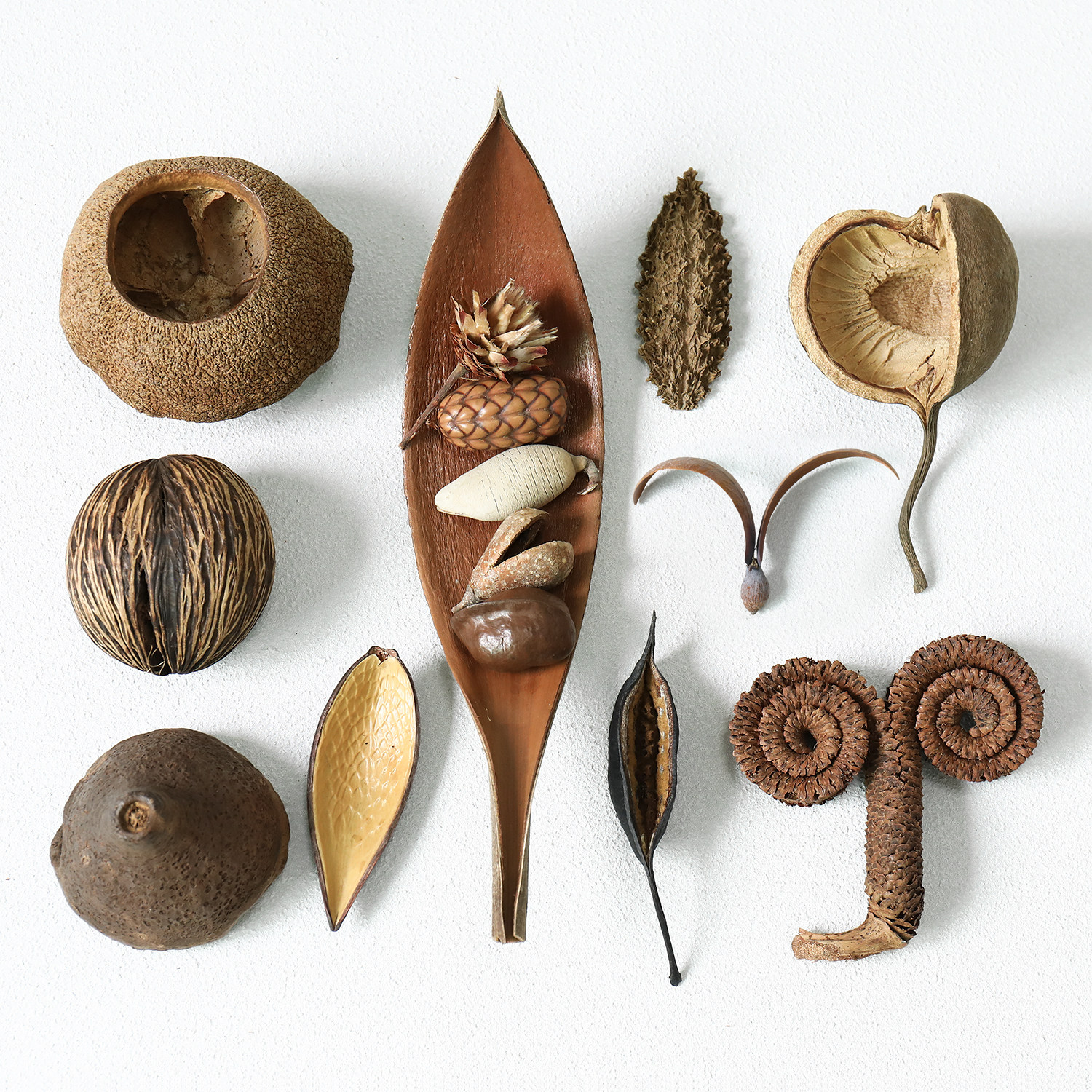 热销进口天然植物果壳标本果实幼儿园环创diy南美鱼缸造景装饰,家居饰品,干花/花瓣/干花包/干树枝,淘宝优惠券,粉丝福利购,淘宝优惠卷