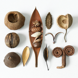 热销进口天然植物果壳标本果实幼儿园环创diy南美鱼缸造景装饰