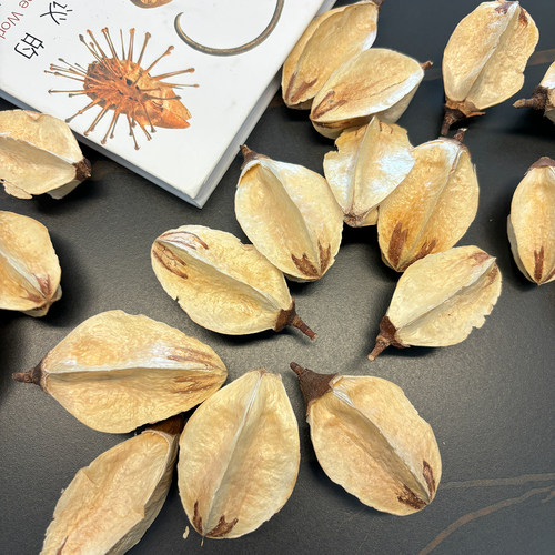 莉莉壳花心进口天然植物果壳