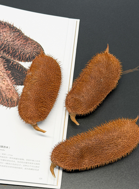 天然鹰叶剌果夹刺果苏木带种子带刺苦石莲菩提可diy标本文玩手串