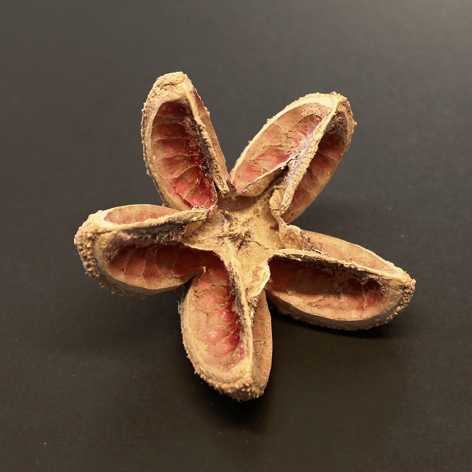 猴欢喜天然进口植物果实果壳