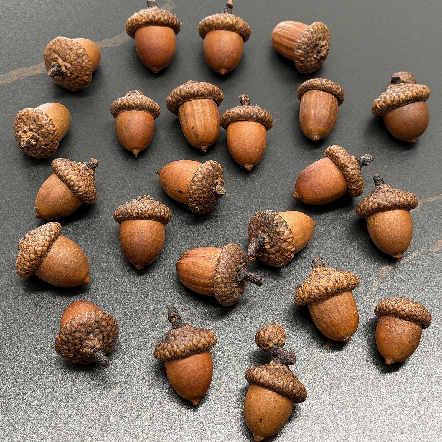 红槲栎天然橡果壳斗科果实可做植物标本收藏装饰摆件环创diy道具,家居饰品,干花/花瓣/干花包/干树枝,淘宝优惠券,粉丝福利购,淘宝优惠卷