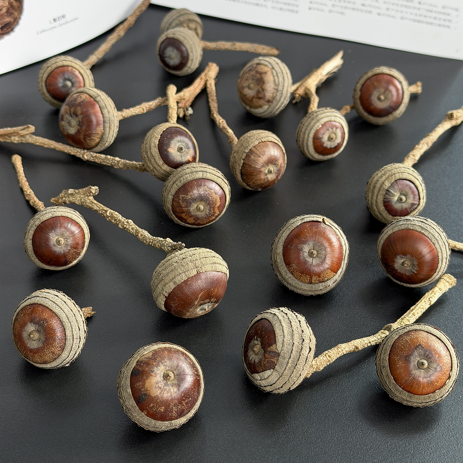 天然壳斗科薄斗青冈果实手工diy材料植物橡果标本创意装饰摆件