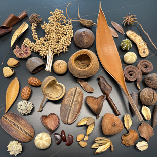 进口天然植物标本果实果壳干果幼儿园相框diy材料南美鱼缸造景