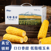 龙都集市雪疆银蜜糯玉米新疆新鲜甜玉米黏糯无渣运动达人代餐玉米