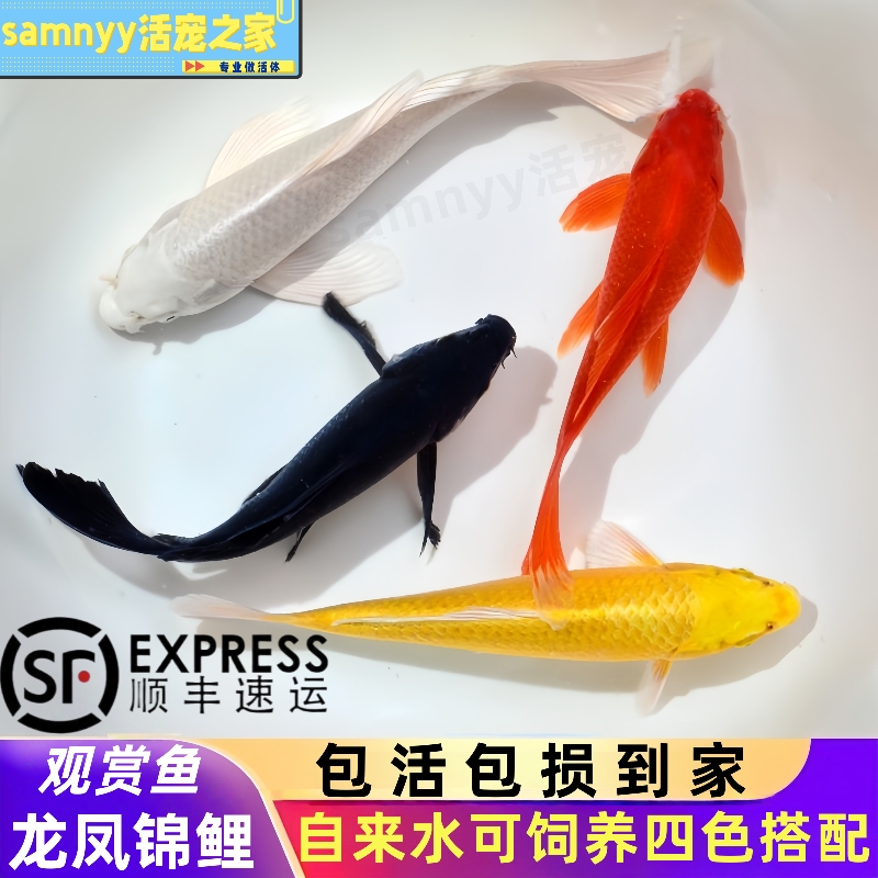 长尾龙凤锦鲤观赏鱼黑金锦鲤蝴蝶鲤鱼草金自来水冷水鱼苗好养耐活