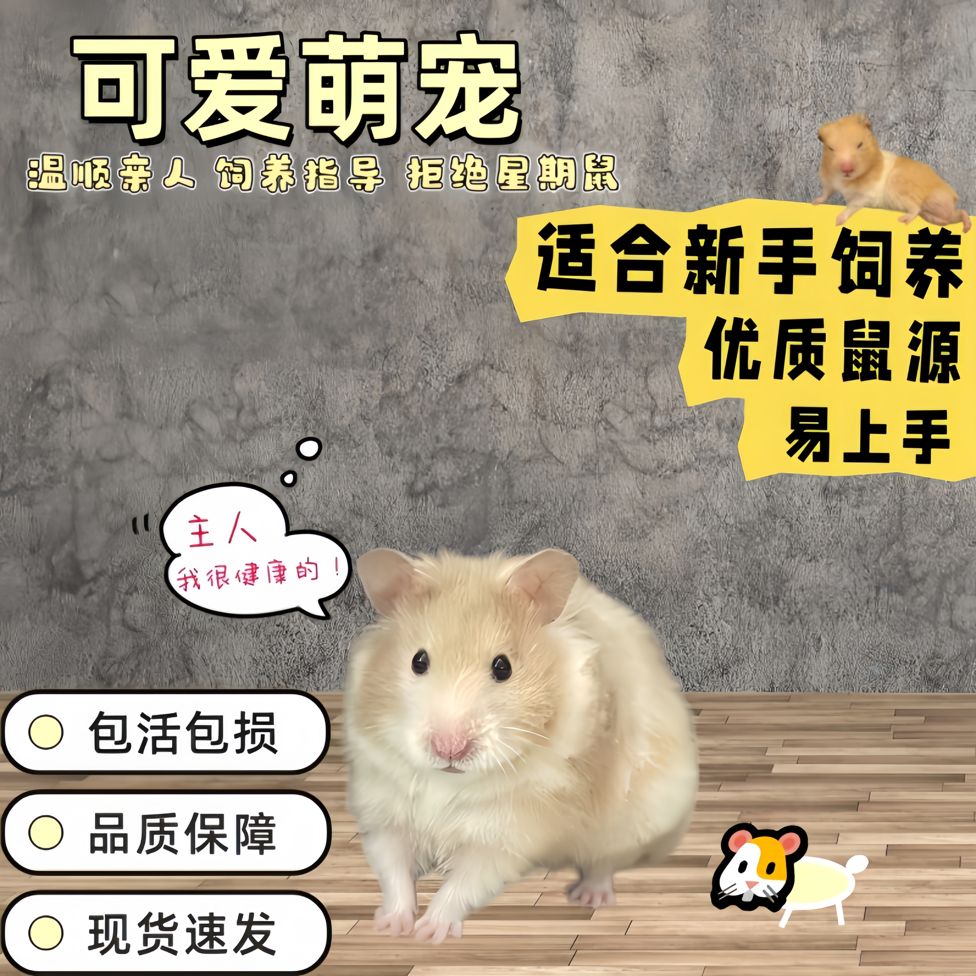 仓鼠活物家养金丝熊活体幼崽宠物