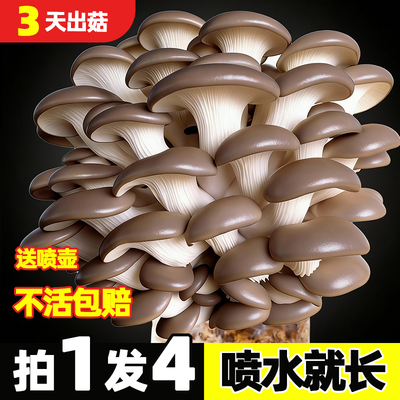 可食用蘑菇菌包家庭种植包