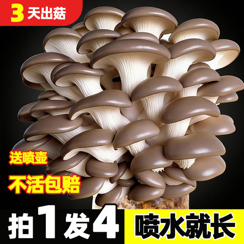 可食用蘑菇菌包家庭种植包
