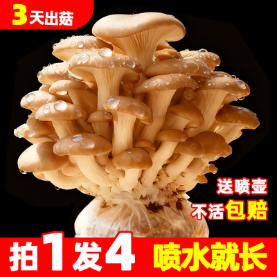 可食用蘑菇菌包家庭种植包