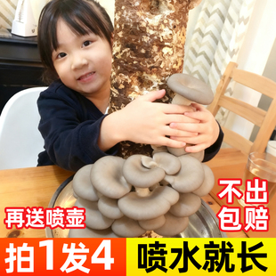 蘑菇种植包家庭种植蘑菇菌包儿童种蘑菇趣味盆栽可食用黑平菇菌包