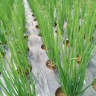 打孔地膜农用种植防草菜地玉米地开孔带孔薄膜黑膜银黑地膜免打孔