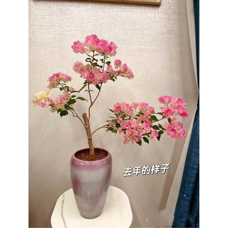 三角梅专用花盆适合种三角梅的老桩飘枝花盆透气打孔复古粗陶瓷1图片