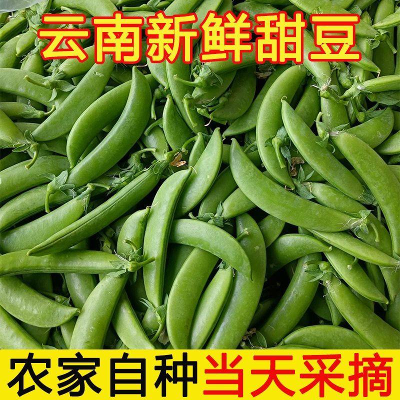 云南新鲜甜豆 现摘现发农家自家种脆甜鲜嫩荷兰豆碗豆蔬菜5斤包邮,水产肉类/新鲜蔬果/熟食,新鲜豆类,淘宝优惠券,粉丝福利购,淘宝优惠卷