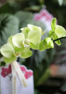 蝴蝶兰【日光浴】3.0寸加高杯 不带花剑