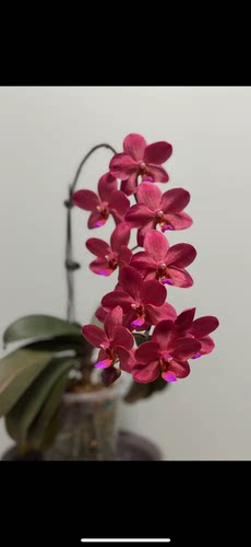 蝴蝶兰【佛陀宝藏】1.7寸杯  断一个叶片 很小很小的鼻屎苗