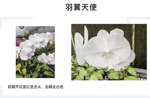 蝴蝶兰【羽翼天使】1.7寸杯 宝宝苗 有瑕疵