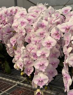 蝴蝶兰【甜美人 棉花糖大舌头】3.0加高杯 带花剑 叶片有瑕疵