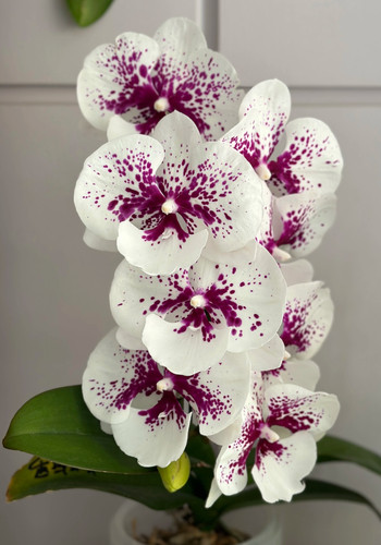 蝴蝶兰【美琪舞者】2.8寸杯 不带花剑