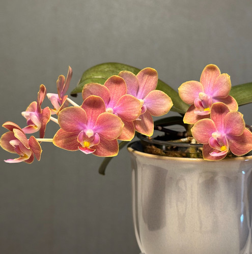 蝴蝶兰【魔法城堡】2.8寸杯 不带花剑 开花有香