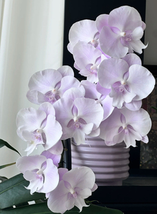 蝴蝶兰【超群蜜雪 ch1400】3.0寸加高杯 不带花剑